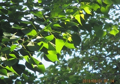 IMG_0321.jpg