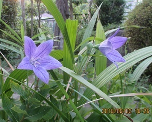 IMG_0335.jpg