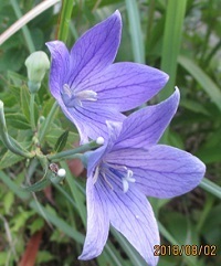 IMG_0337.jpg