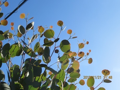 ユーカリの葉とミモザの蕾 メメント ド ミニ