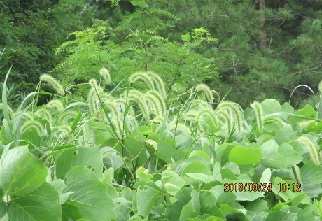 21 メメント ド ミニ