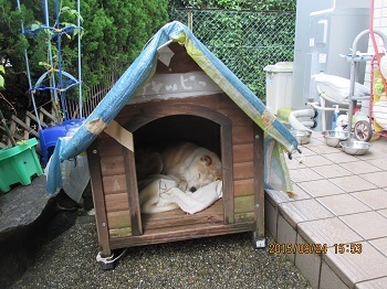 小屋に入ることを忘れた老柴犬 メメント ド ミニ