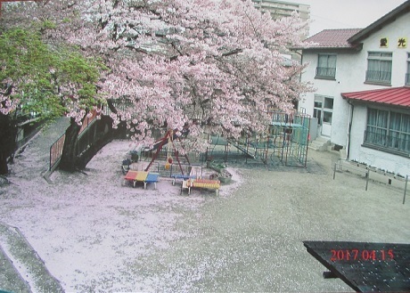 野の花のごとく強くありたい メメント ド ミニ