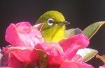 IMG_1794.jpg